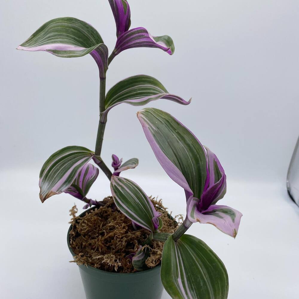 Colorful Wandering Jew plant for home Colorful Wandering Jew plant for home