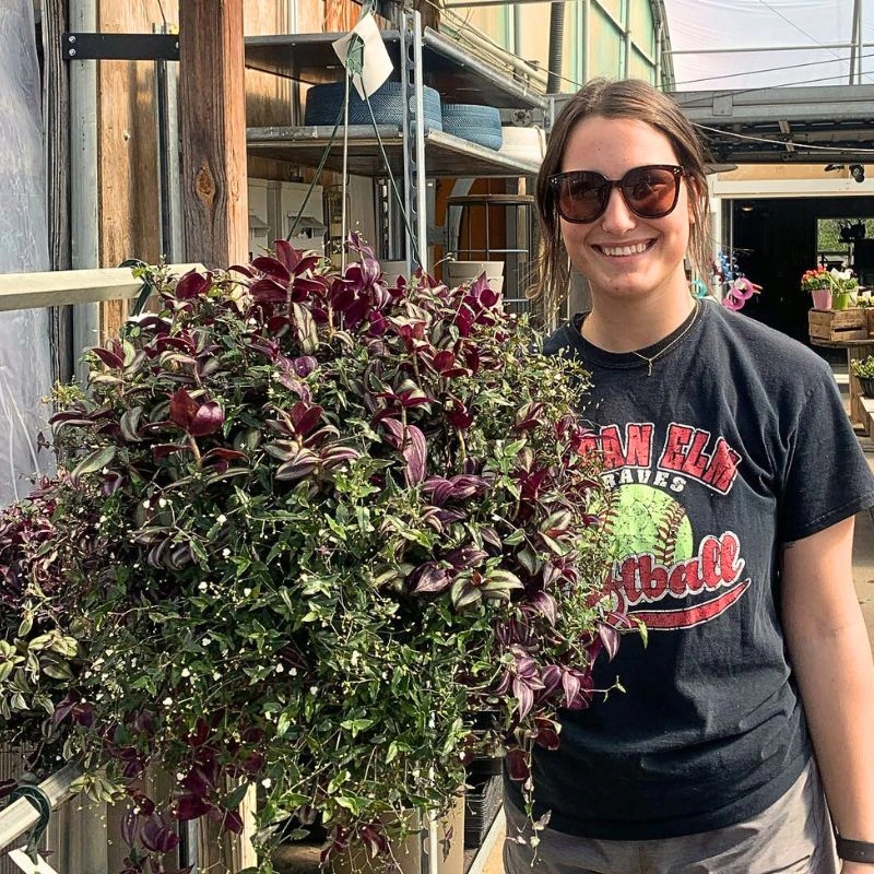wandering jew plant feature image
