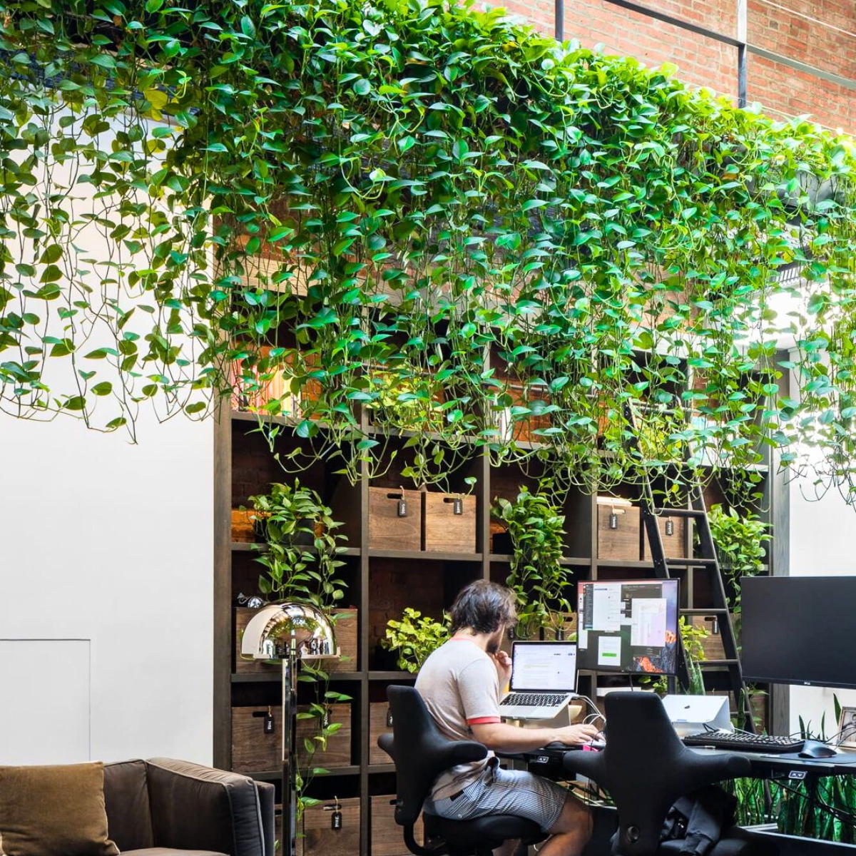 Vines hanging from an office Vines hanging from an office