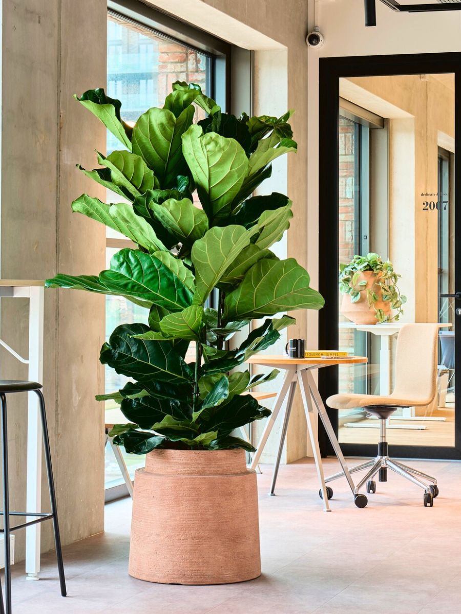Fiddle leaf fig in an office Fiddle leaf fig in an office