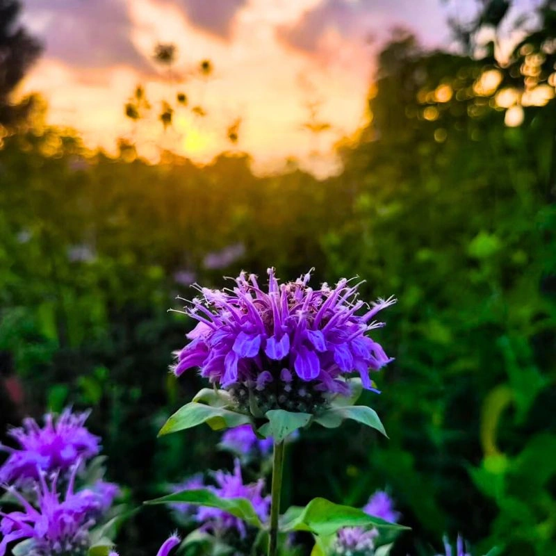 Hypoallergenic bee balm