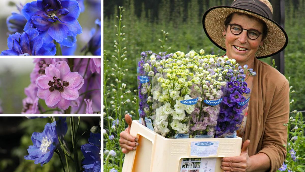 Delphiniums from Westendorp VOF