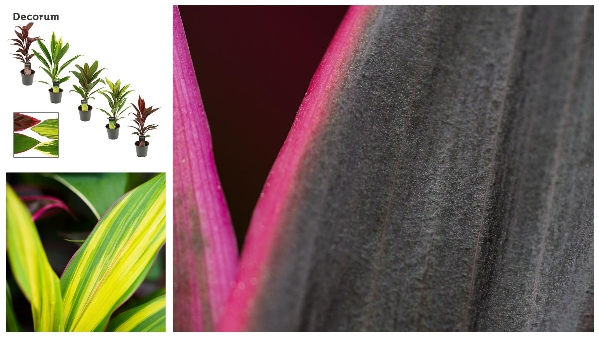 Cordyline Tango and Kiwi by Decorum Plants and Flowers Cordyline Tango and Kiwi by Decorum Plants and Flowers