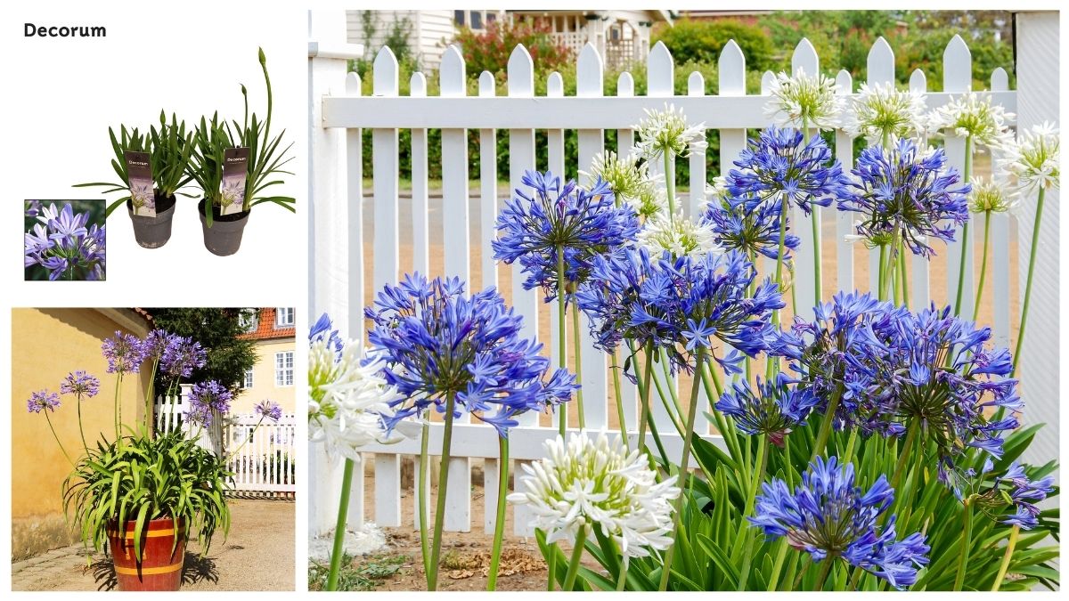 Agapanthus Charlotte Blue by Decorum Plants and Flowers Agapanthus Charlotte Blue by Decorum Plants and Flowers