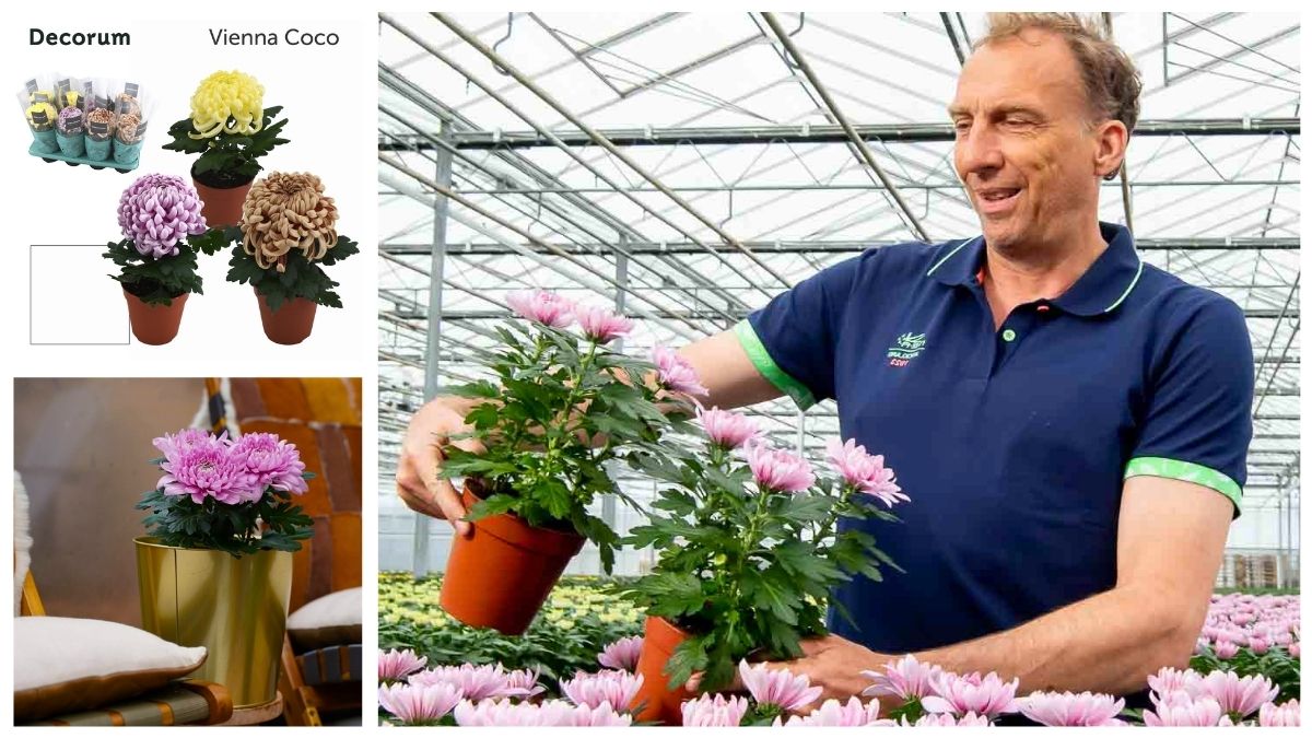 Chrysanne Vienna Coco by Decorum Plants and Flowers Chrysanne Vienna Coco by Decorum Plants and Flowers