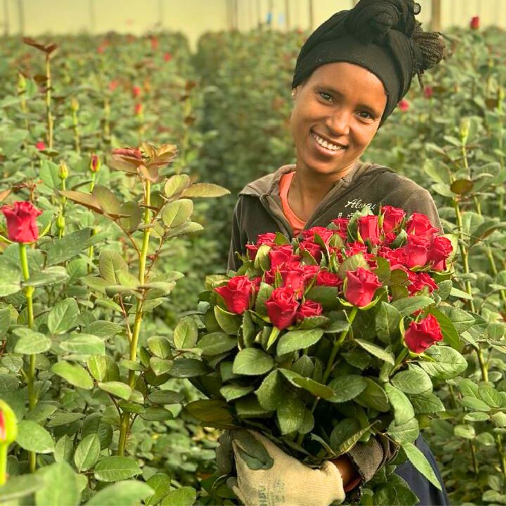 Rose Red Tacazzi being harvested in Ziway Roses Rose Red Tacazzi