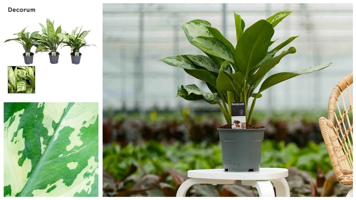 Aglaonema Silver Bay from Decorum Plants and Flowers Aglaonema Silver Bay from Decorum Plants and Flowers