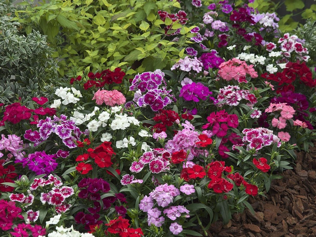 A mix of different varieties of Dianthus from the breeder Takii Seed A mix of different varieties of Dianthus from the breeder Takii Seed