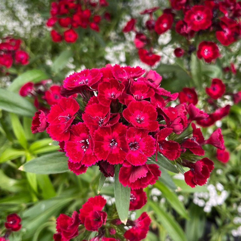 Red Sweet William flower Red Sweet William flower