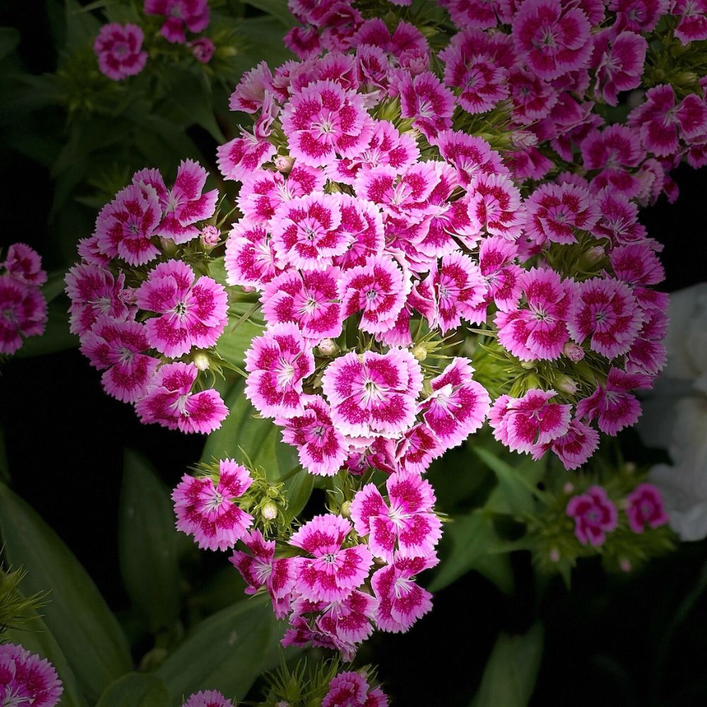 Beautiful two toned Dianthus Barbatus Beautiful two toned Dianthus Barbatus