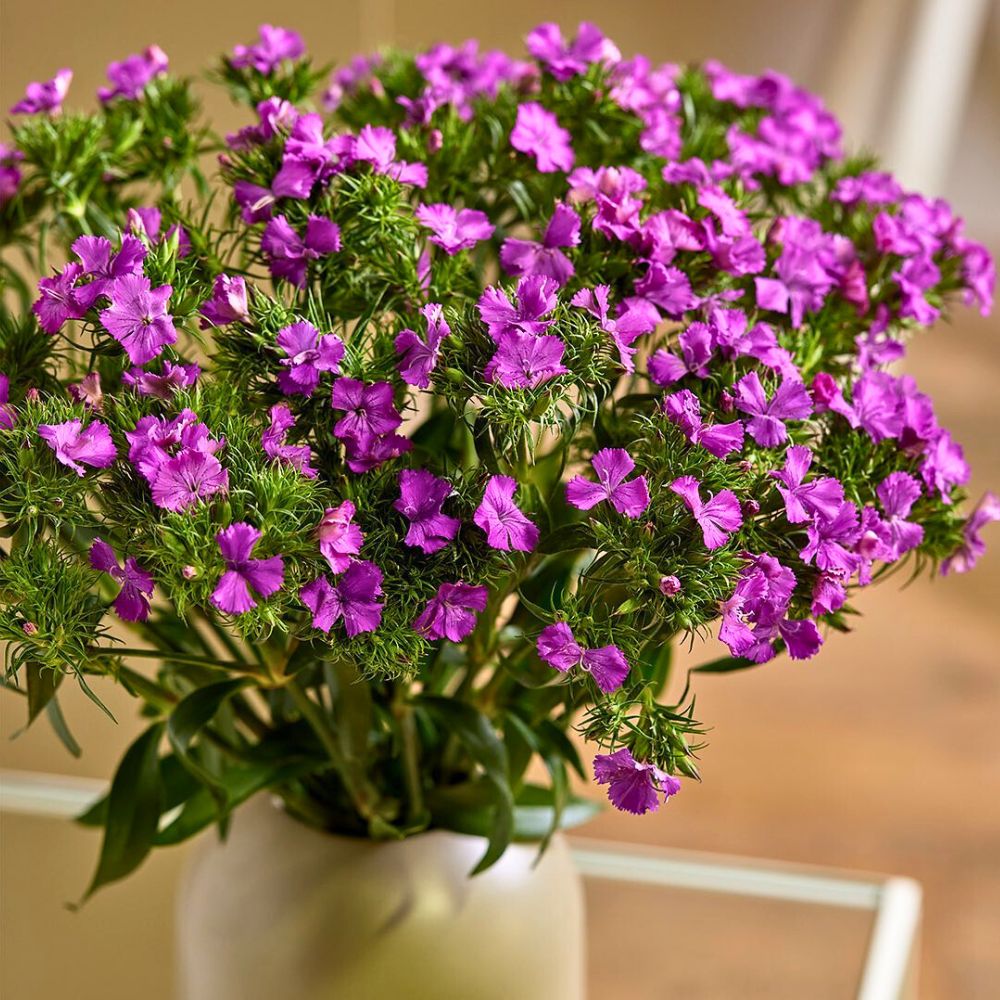 Gloss Violet Pink Dianthus bred by Danziger Gloss Violet Pink Dianthus bred by Danziger
