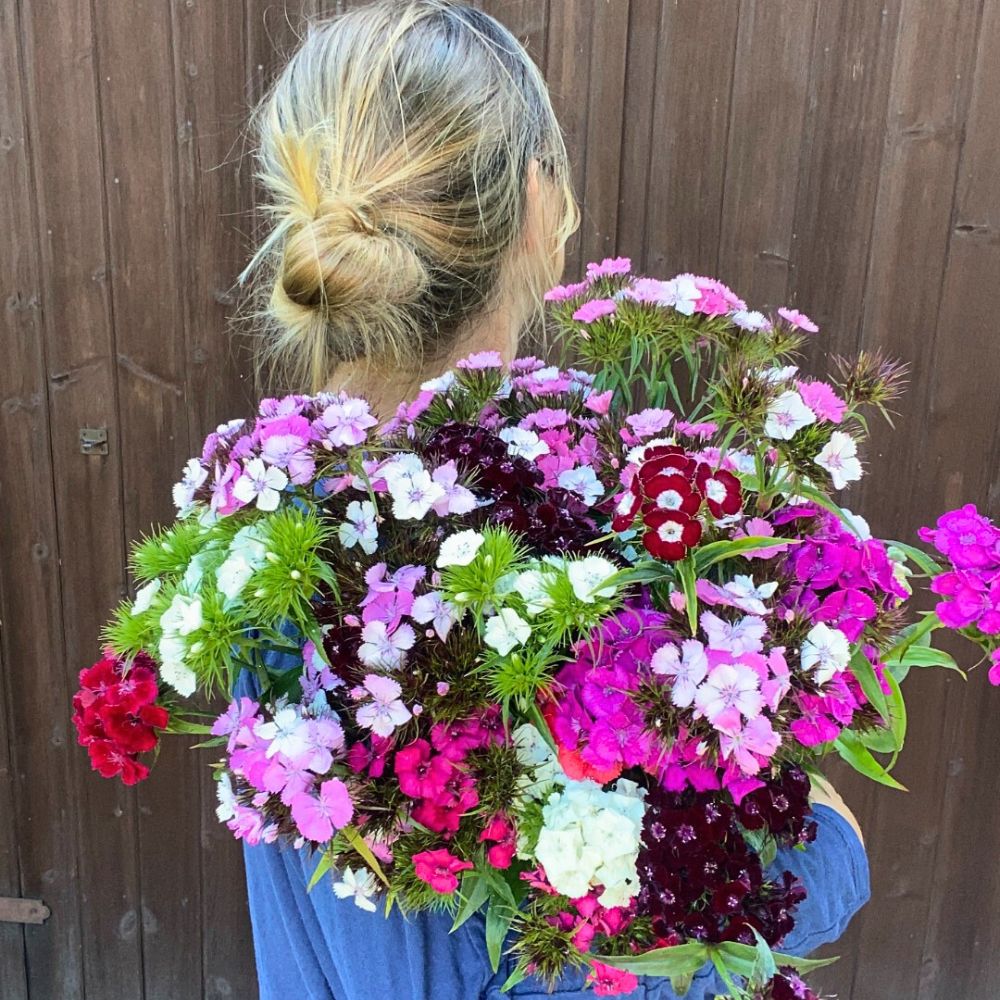 The color and beauty of Sweet William Flowers The color and beauty of Sweet William Flowers
