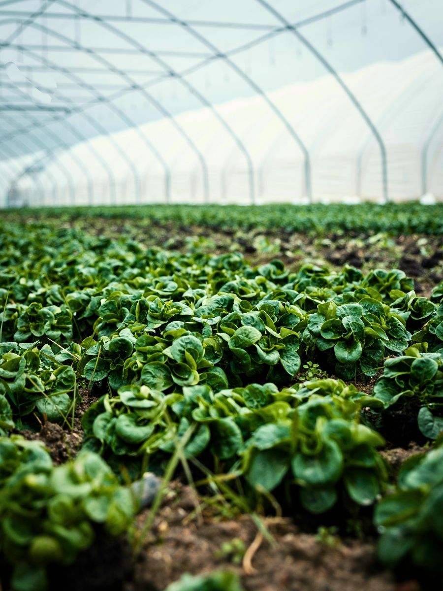 Greenhouse crop cultivation Neonicotinoids, often called ‘neonics,’ are one of the most widely used yet least understood groups of insecticides
