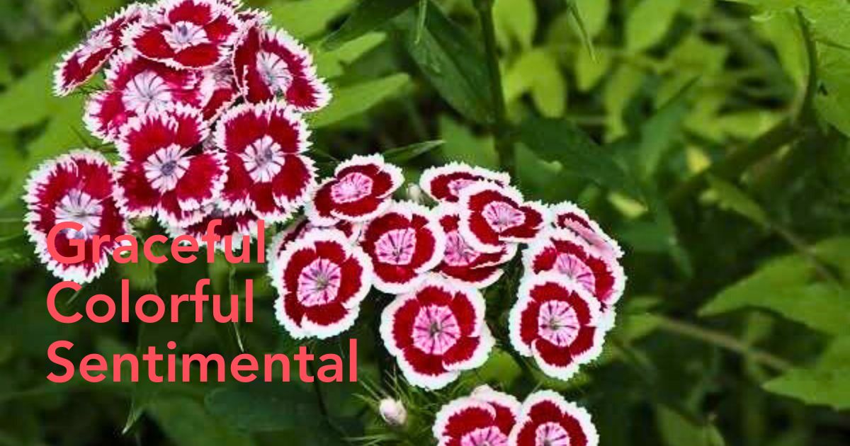 Sweet William Flower Meaning