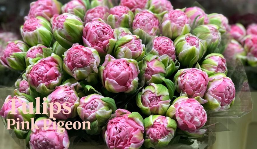 Peter's weekly Menu 18 - Tulips Pink Pigeon - Cut Flowers - on Thursd for Peter's weekly M (1)