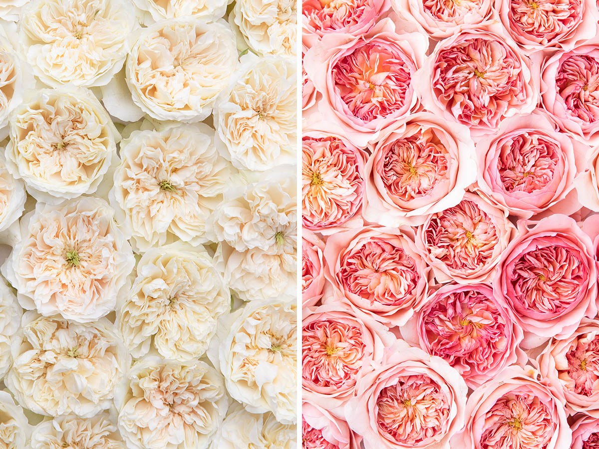 David Austin Rose Enid and Phoebe blooms David Austin Rose Enid and Phoebe blooms