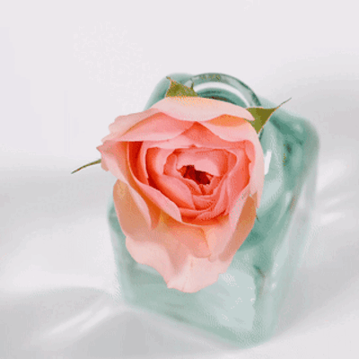 Rose Phoebe