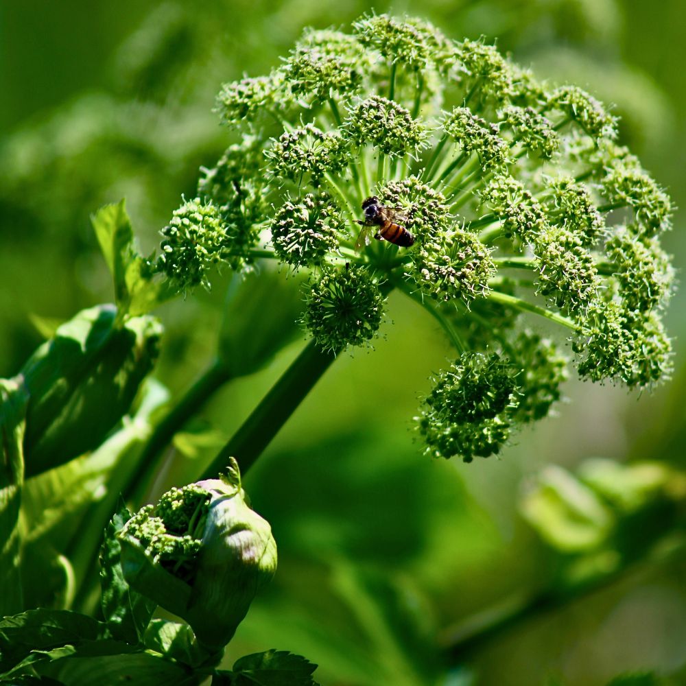 Bee pollinators Neonics Are a Feat in Agricultural Pest Control, but Do They Have Hidden Costs?