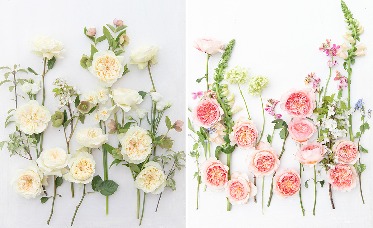 David Austin Rose Enid and Phoebe stems David Austin Rose Enid and Phoebe stems