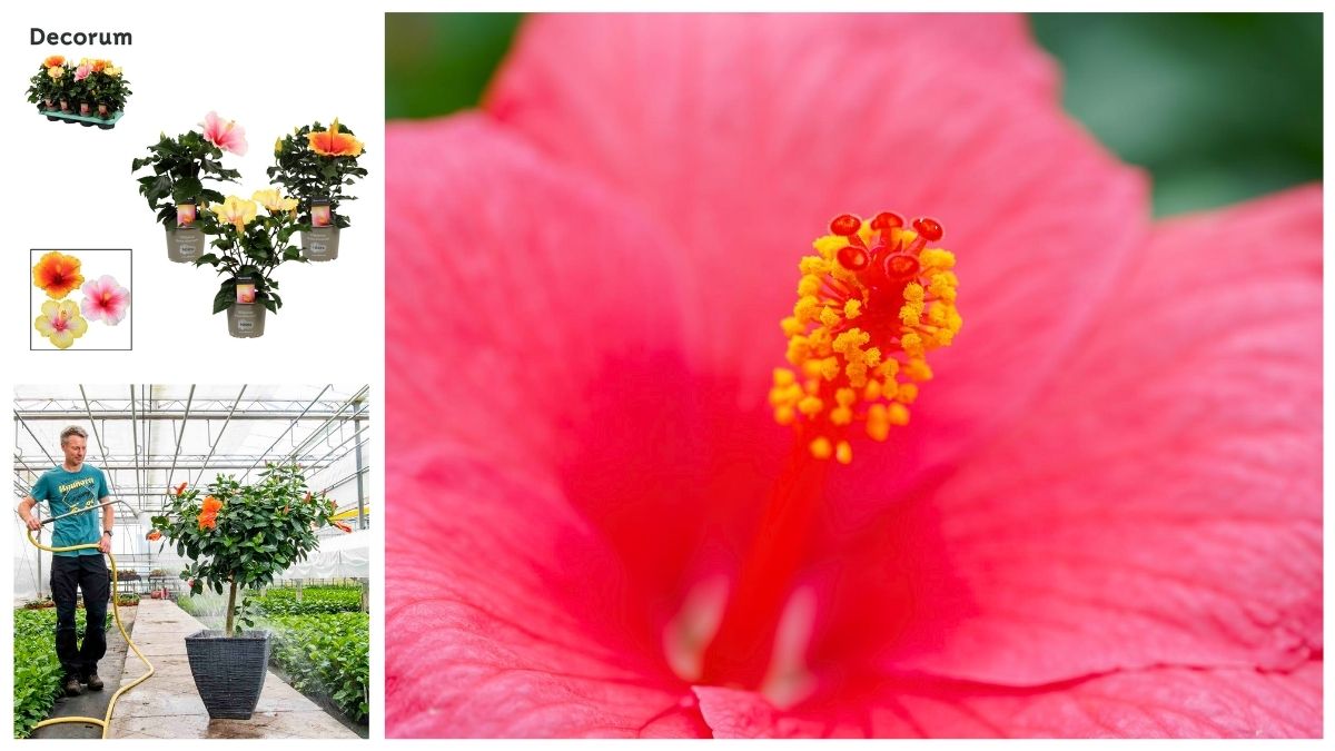 Hibiscus by Decorum Plants and Flowers Hibiscus by Decorum Plants and Flowers