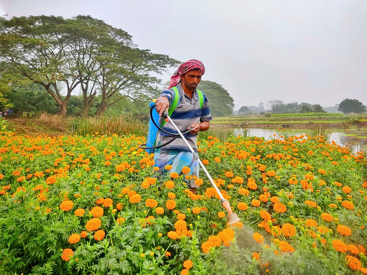 Spraying flowers Neonics Are a Feat in Agricultural Pest Control, but Do They Have Hidden Costs?