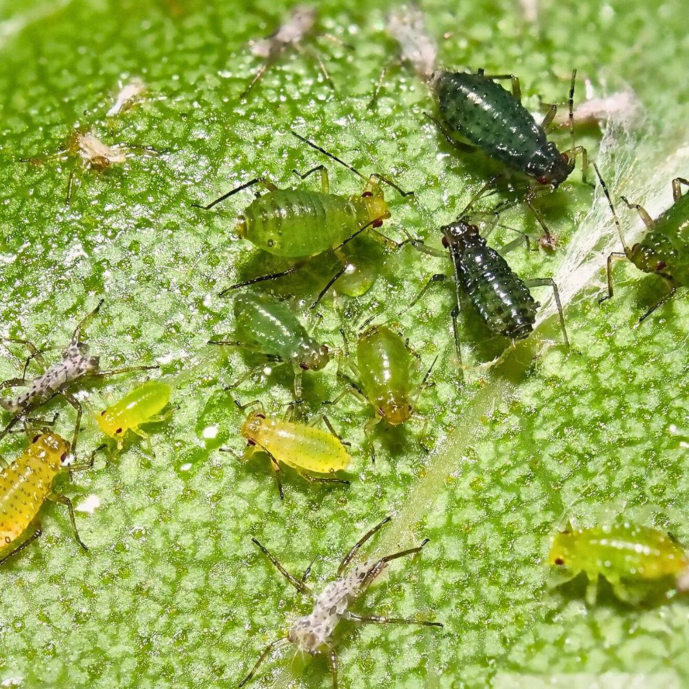 Plant pests Neonicotinoids, often called ‘neonics,’ are one of the most widely used yet least understood groups of insecticides