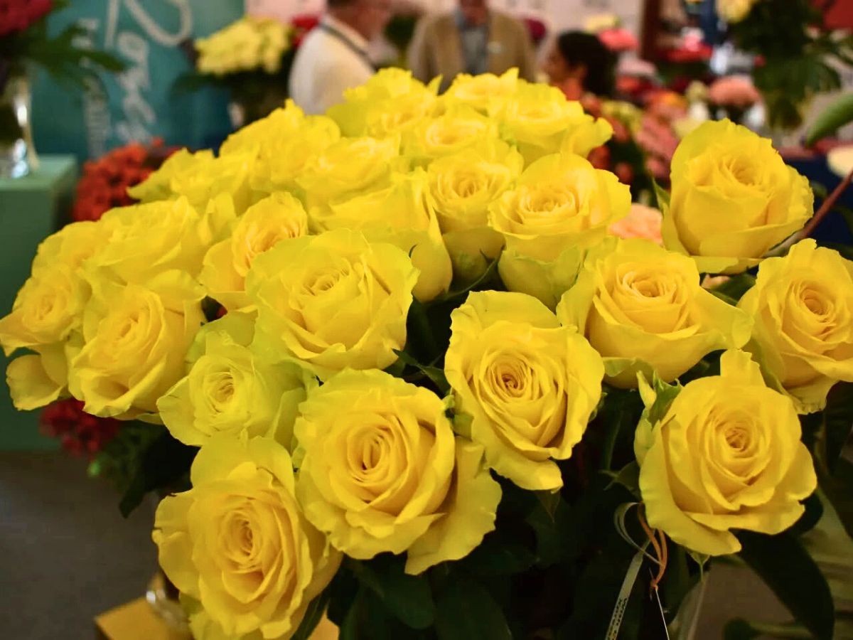 Rose Morning Light from the breeder De Ruiters Yellow Roses