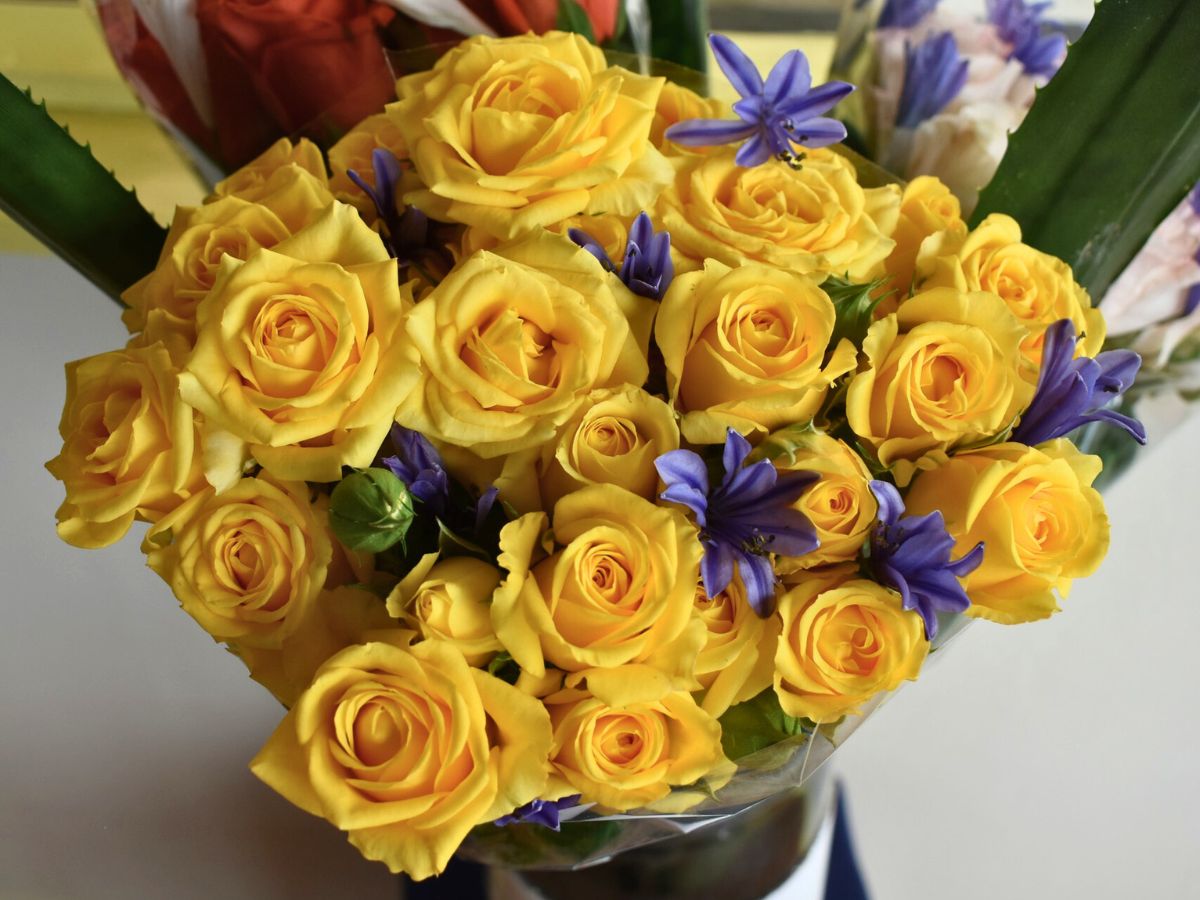 Rose Sunny Bubbles from the breeder De Ruiters Yellow Roses