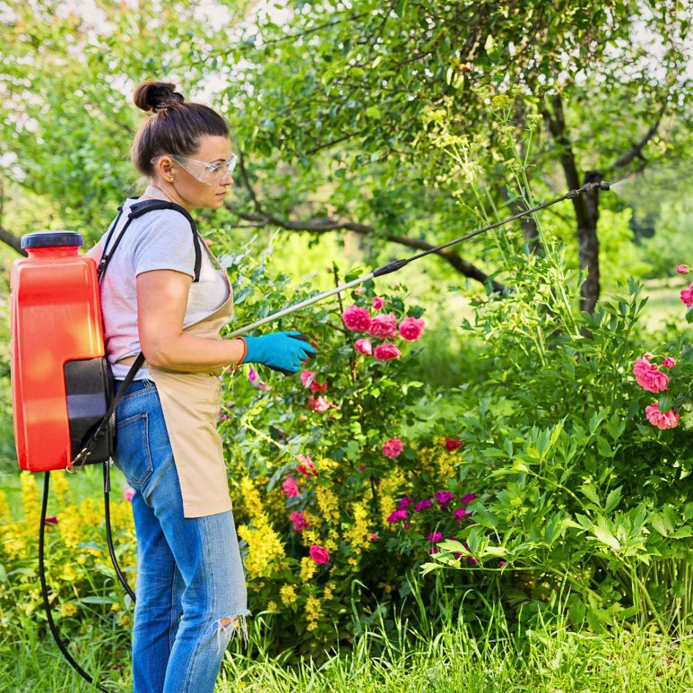 Spraying outdoor plants Neonics Are a Feat in Agricultural Pest Control, but Do They Have Hidden Costs?