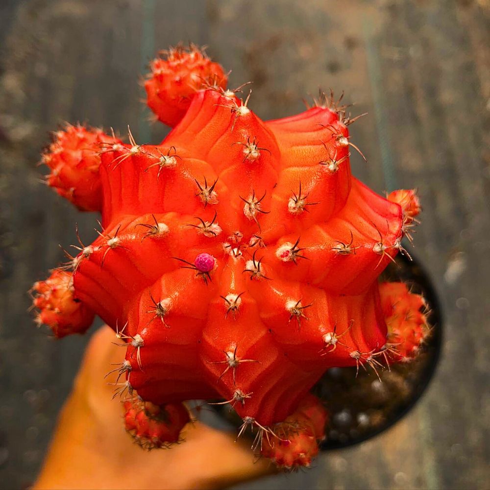 Cacti That Will Look Great in Your Plant Collection
