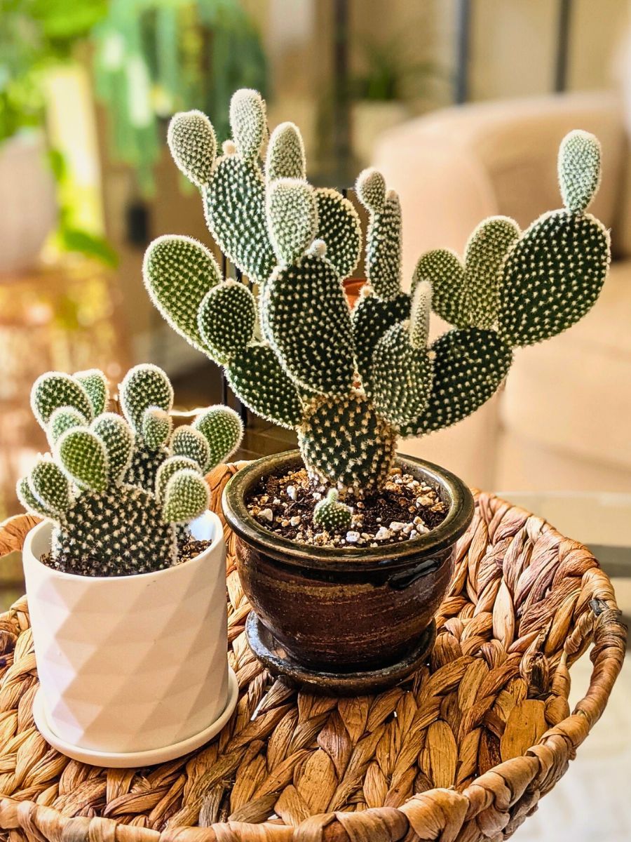 Cacti That Will Look Great in Your Plant Collection