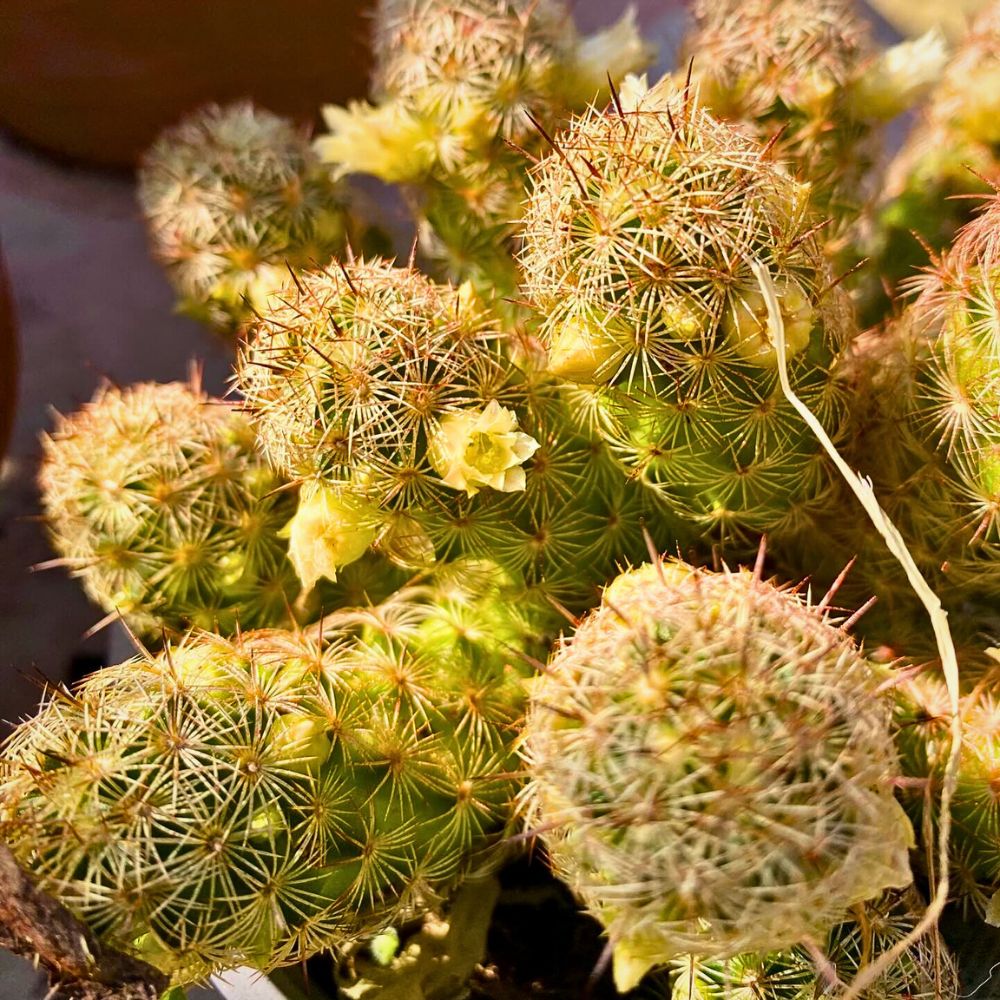 Cacti That Will Look Great in Your Plant Collection