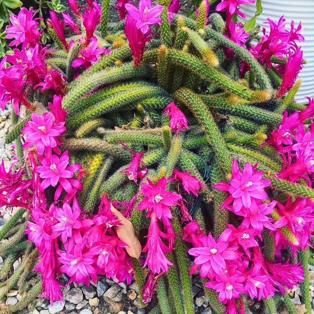Cacti That Will Look Great in Your Plant Collection