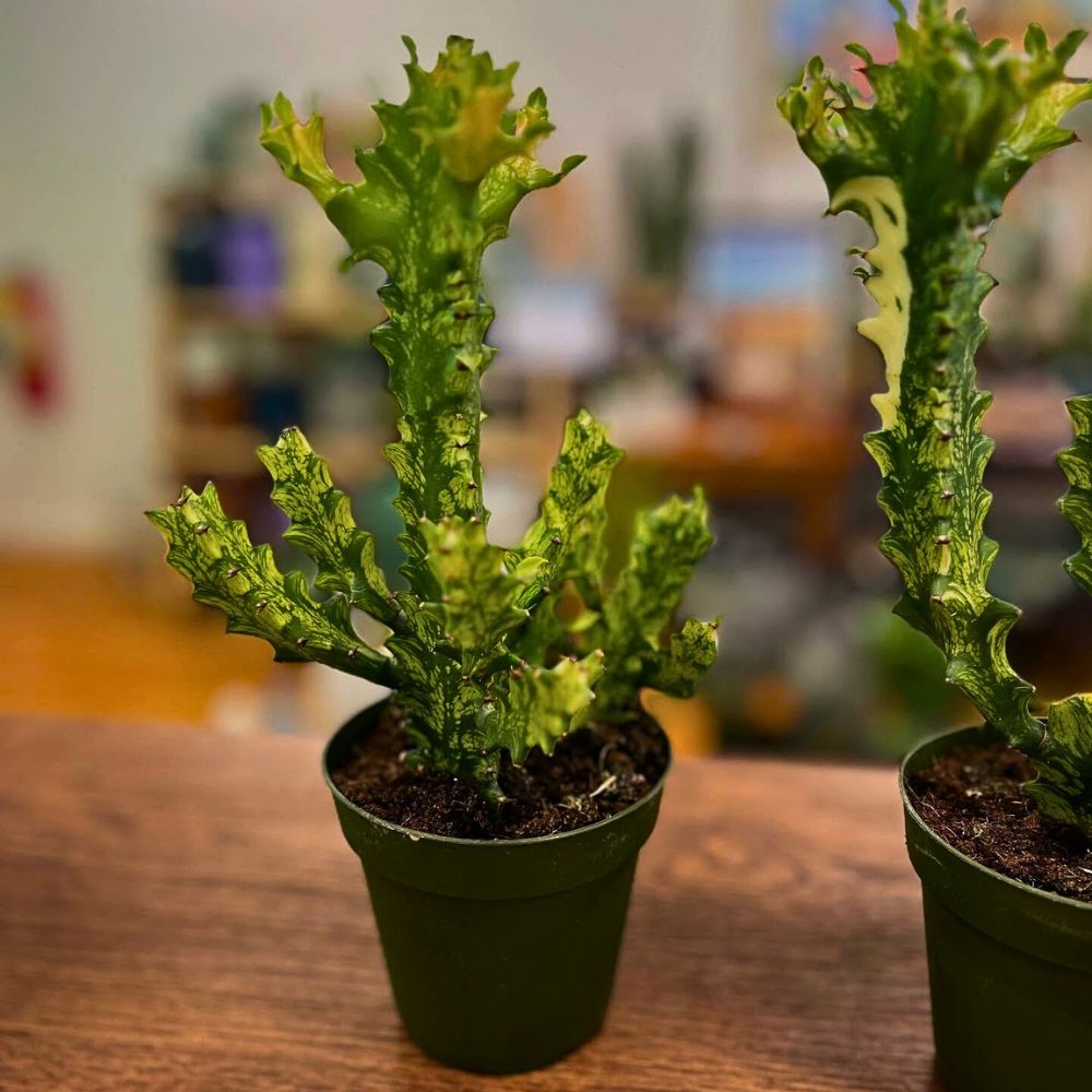 Cacti That Will Look Great in Your Plant Collection