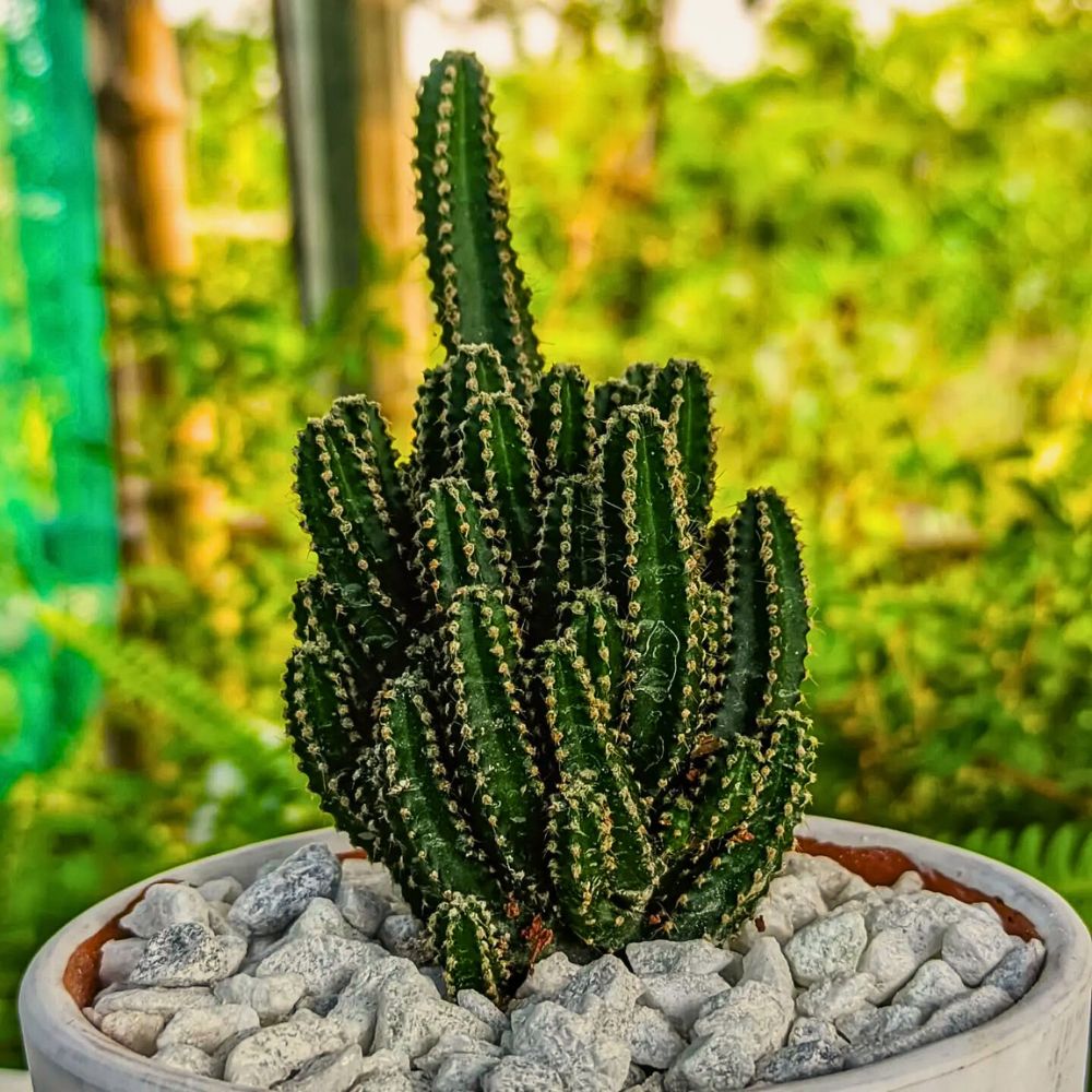Cacti That Will Look Great in Your Plant Collection