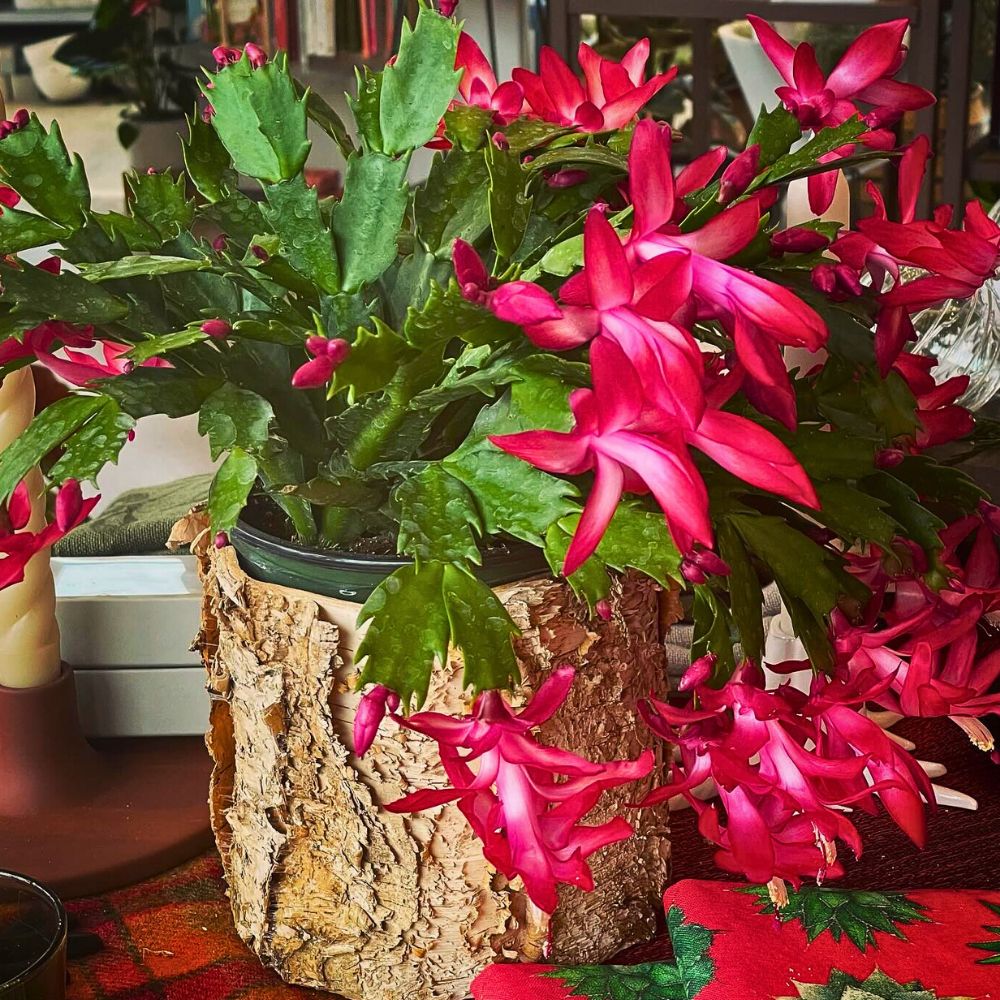 Christmas cactus