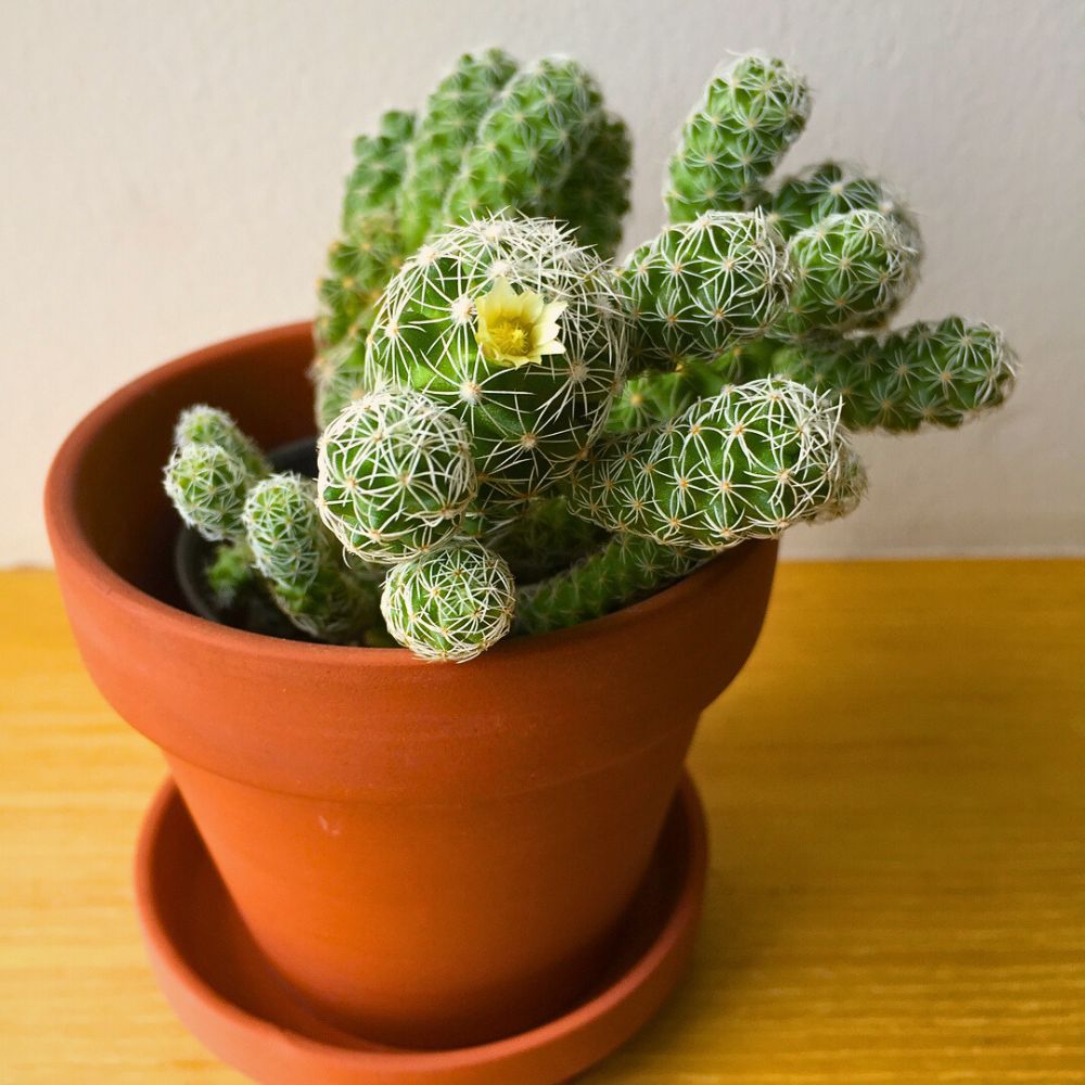 10 Cacti That Will Look Great in Your Plant Collection
