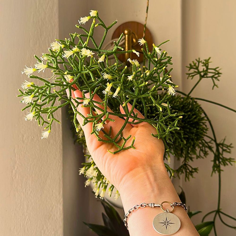 10 Cacti That Will Look Great in Your Plant Collection