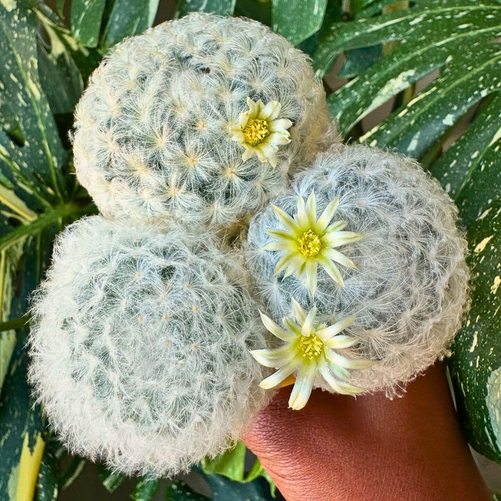 Cacti That Will Look Great in Your Plant Collection
