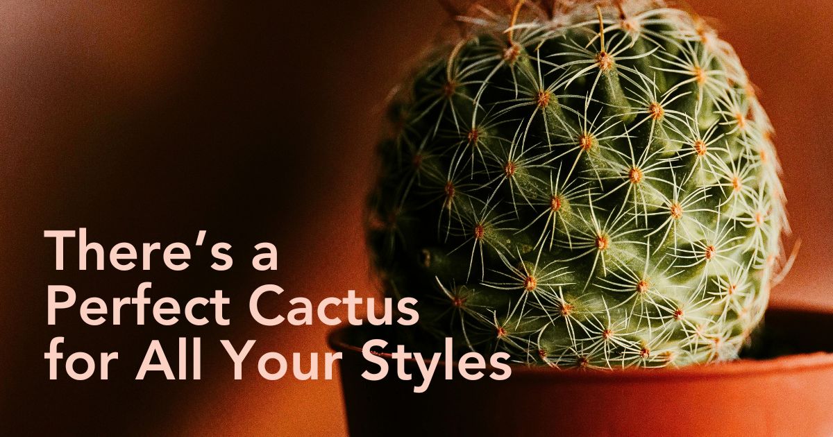 10 Cacti That Will Look Great in Your Plant Collection