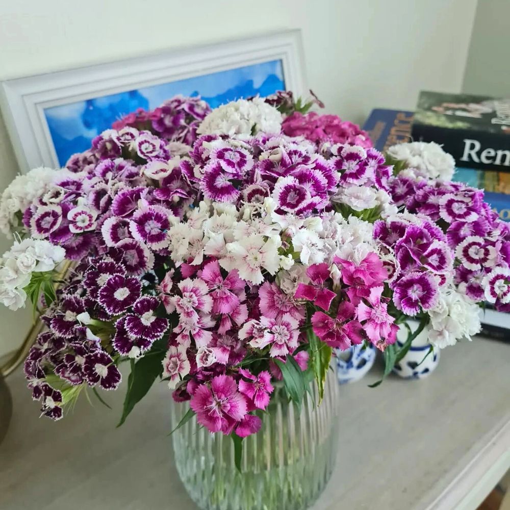 Dianthus Barbatus flowers on a vase Dianthus Barbatus flowers on a vase