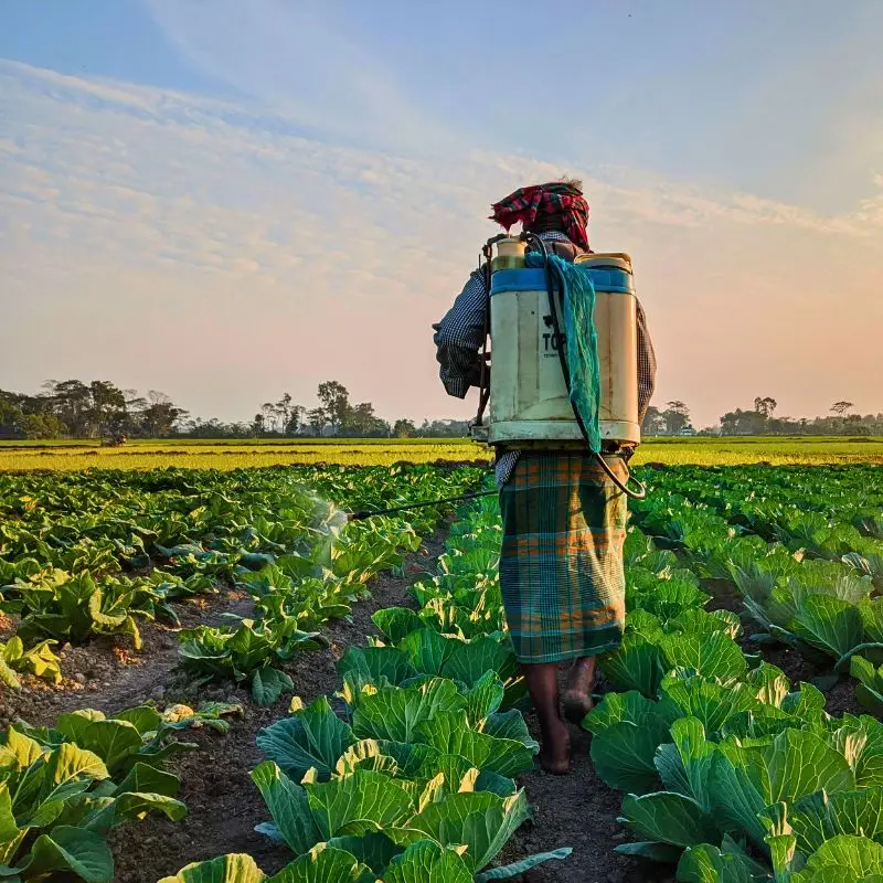 Neonicotinoids, often called ‘neonics,’ are one of the most widely used yet least understood groups of insecticides