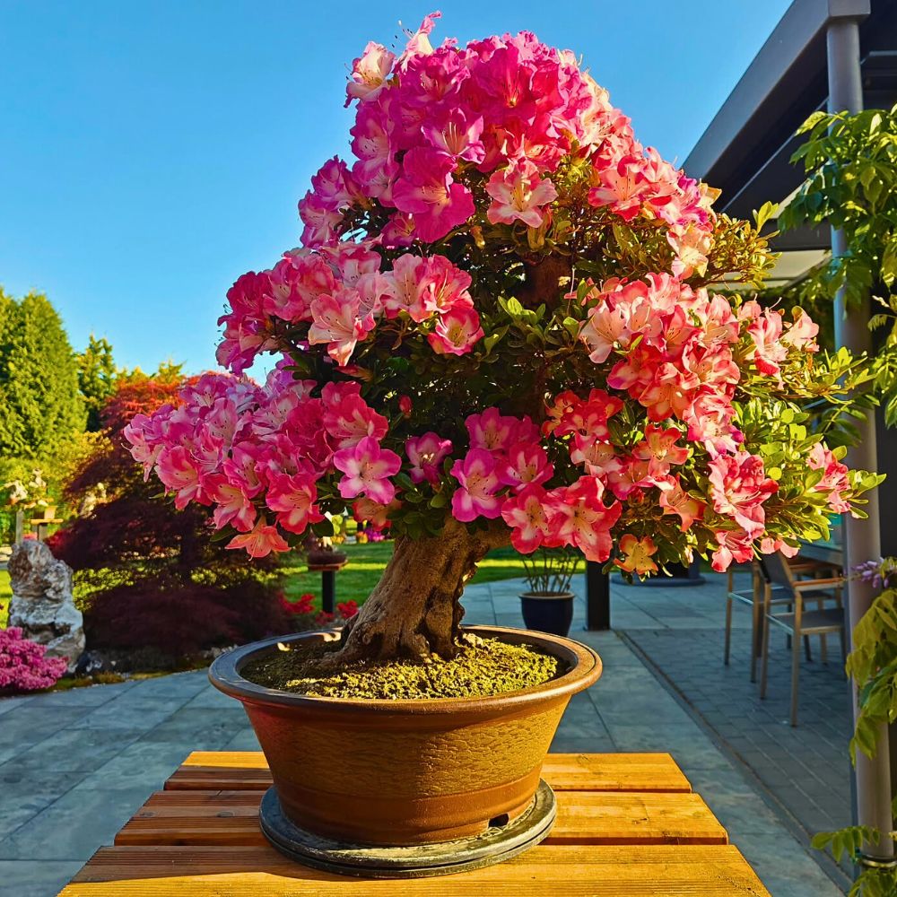 Azalea bonsai a plant with growing azaleas