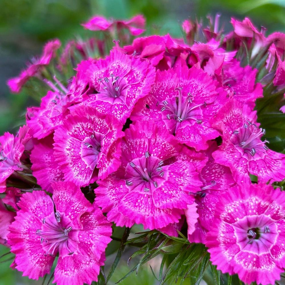 Pink Dianthus Barbatus Pink Dianthus Barbatus