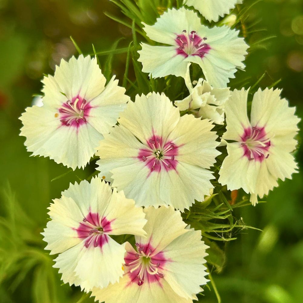 Cream Dianthus Barbatus Cream Dianthus Barbatus