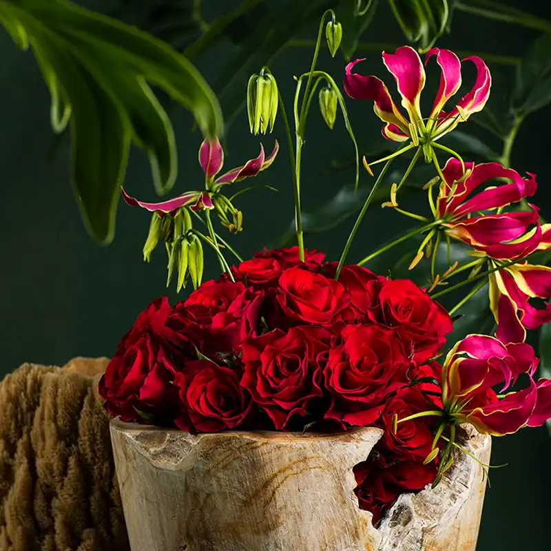 Rose Red Tacazzi