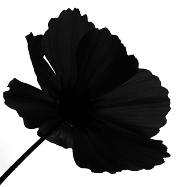 Black flower by Pipp on Freeimages.com