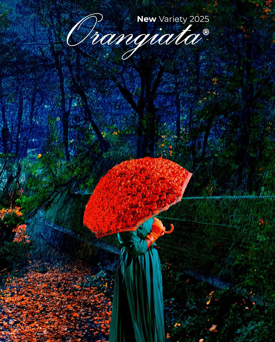 Rose Orangiata introduction promo Rose Orangiata introduction promo