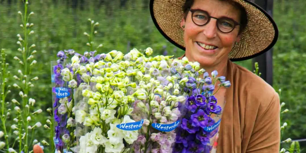 Delphiniums by Westendorp VOF
