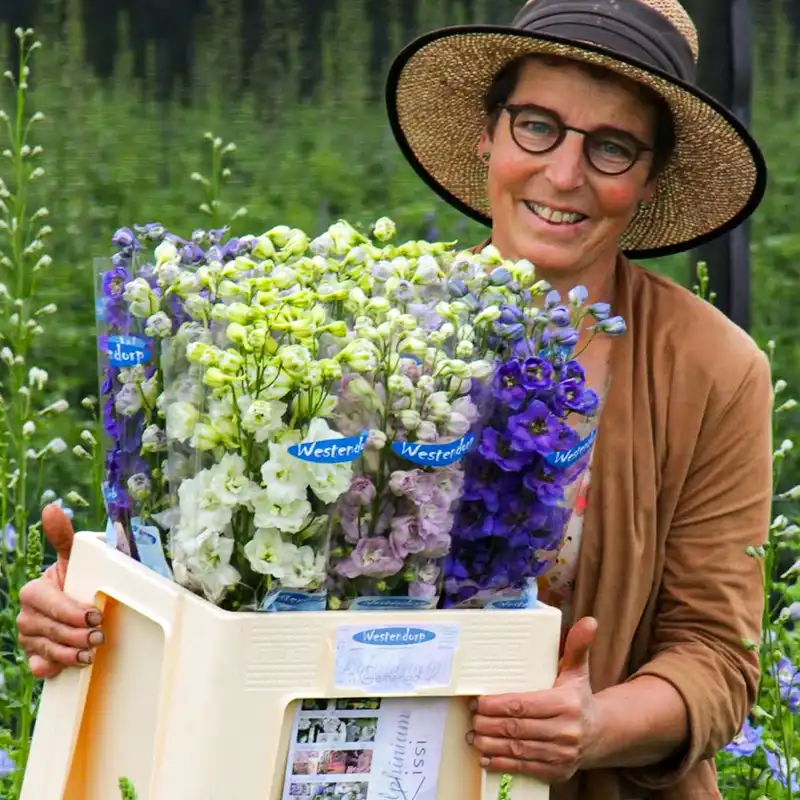 Delphiniums by Westendorp VOF
